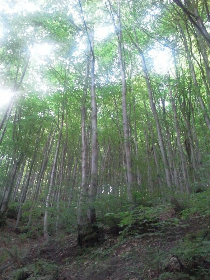 Appartamento Turistico Dal Morino Castiglione dei Pepoli Buitenkant foto